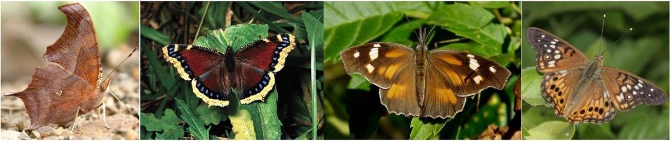 mariposas|Pin Oak|Celtis occidentalis